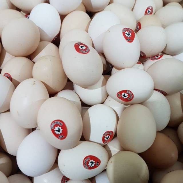

Telur Kampung Omega Merah Asli Murah Satuan Bagus Baru