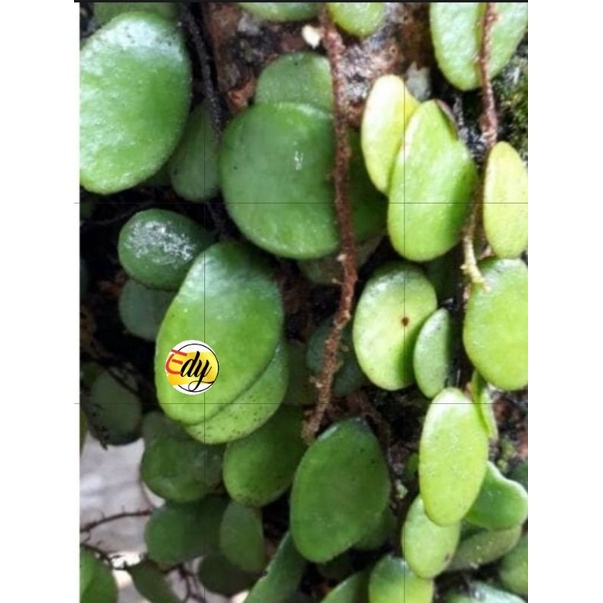 

Daun Sisik Naga per 100gr basah fressh