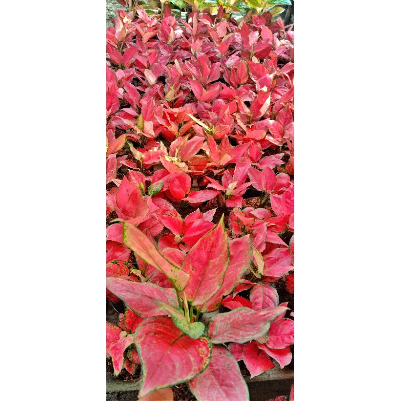 AGLONEMA RED ANJAMANI JUMBO
