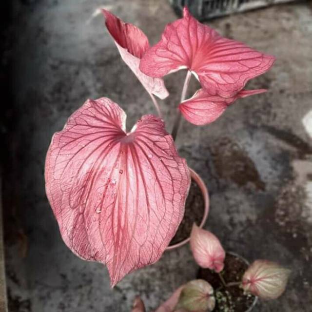 Caladium Garuda Merah Shopee Indonesia