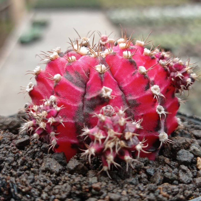 gymnocalycium black pink KAKTUS SUKULEN TANAMAN HIAS
