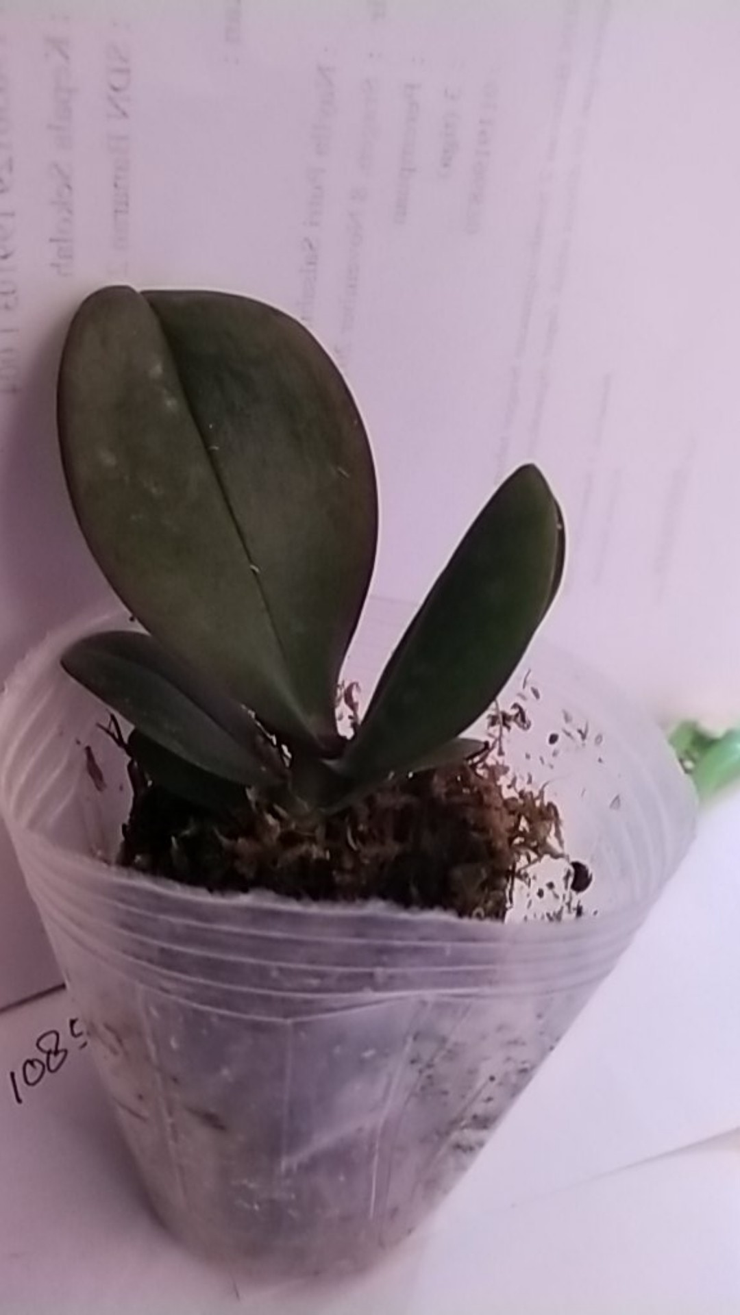 Anggrek Bulan Remaja - Phalaenopsis Hybrid Taiwan