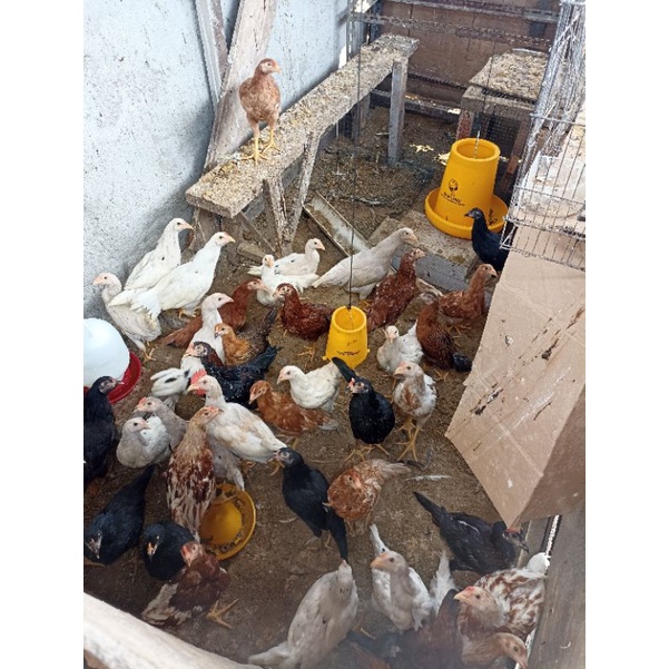 

Ayam Joper Hidup
