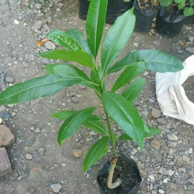 Bibit pohon bintaro pohon Bintaro pohon pelindung Bintaro bunga putih