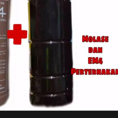♀ EM4 PETERNAKAN DAN MOLASE ❂