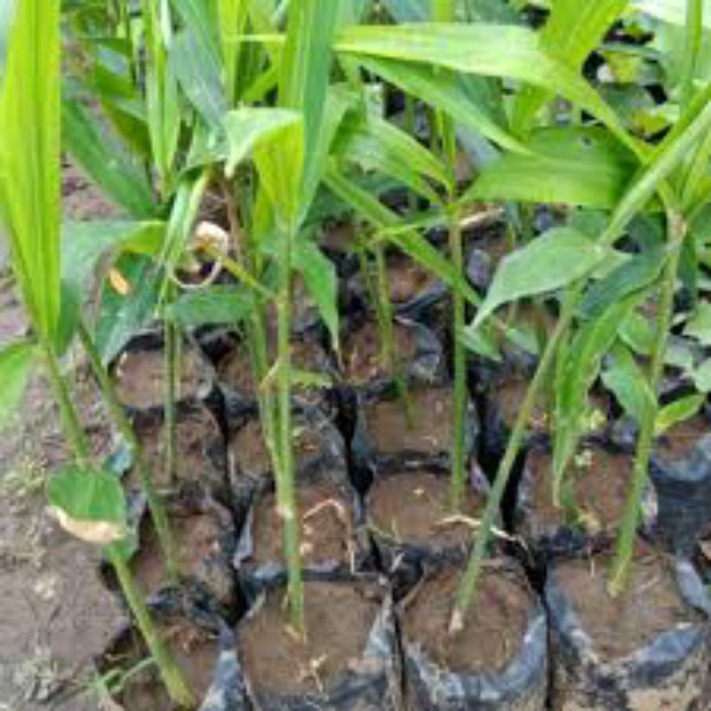 jahe merah bibit unggul