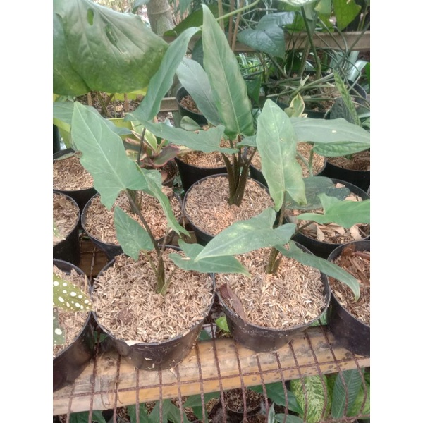 tanaman hias keris papua