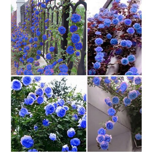 Benih/Biji Bunga Mawar Rambat Biru (Climbing Rose Blue Seeds) Terbaik