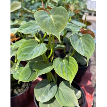 PHILODENDRON LUPINUM TANAMAN HIAS PHILO MURAH TERAWAT