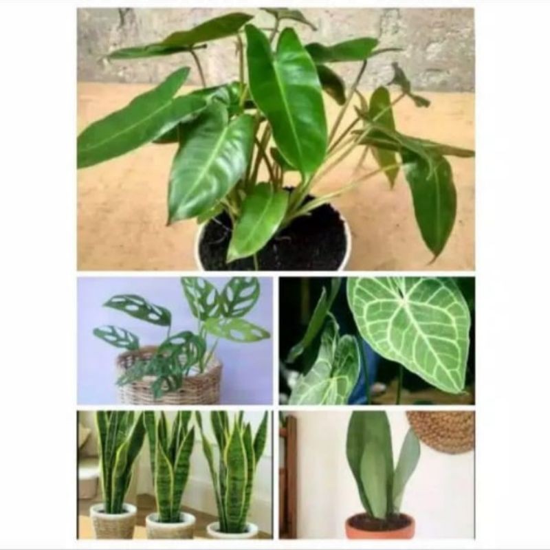 Distributor Paket 5 Tanaman Hias Pilo Brekele,janbol, Kuping Gajah,2sensivera KjObNgJcqoRYYr