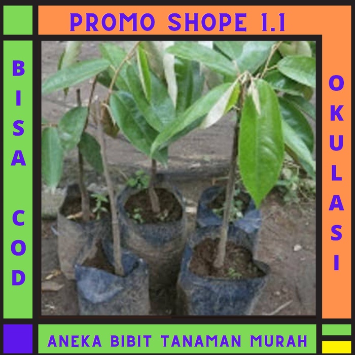 bibit durian merah banyuwangi