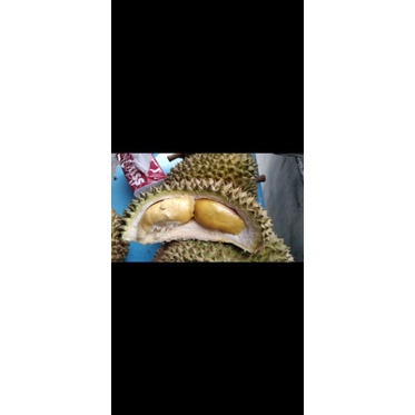 

buah duren lokal bangka baru