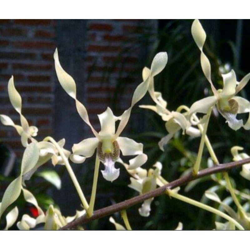 Anggrek Dendrobium Kriting Dewasa Gouldii White Tanaman Hias Pohon Bunga Anggrek Dendrobium
