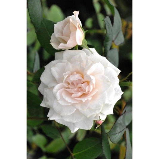 Bunga Mawar Kampung Putih  Prosperity-Mawar rambat-Mawar wangi-Mawar cantik-Old rose