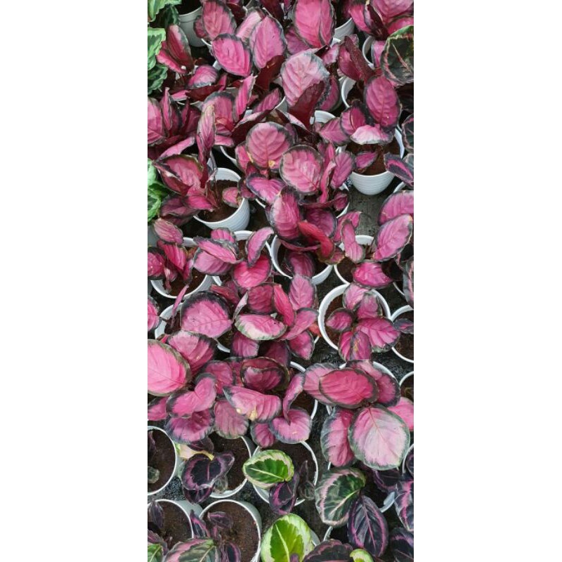 promo!! tanaman hias calathea crimson