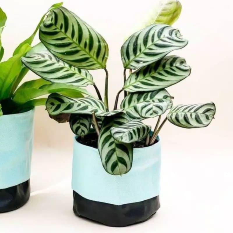 PROMO!! Tanaman Hias Calathea Stromata - Calathea Sepat