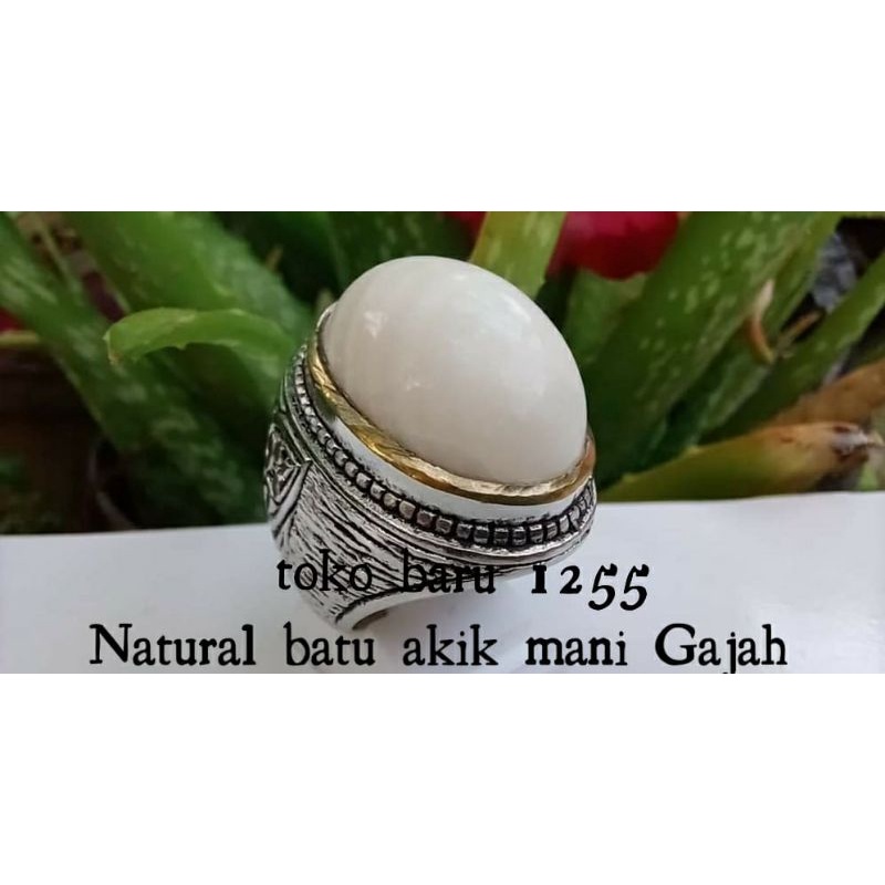 BATU CINCIN AKIK NATURAL MANI GAJAH