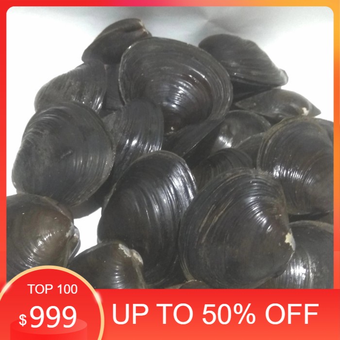 KERANG TOTOK AIR TAWAR SEGAR