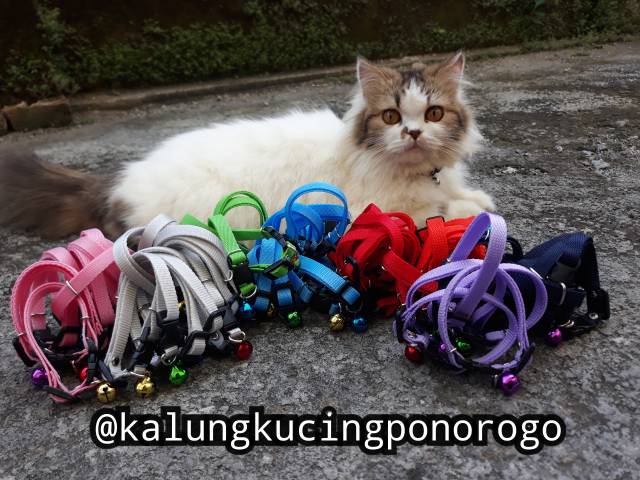 Kalung Kucing Polos