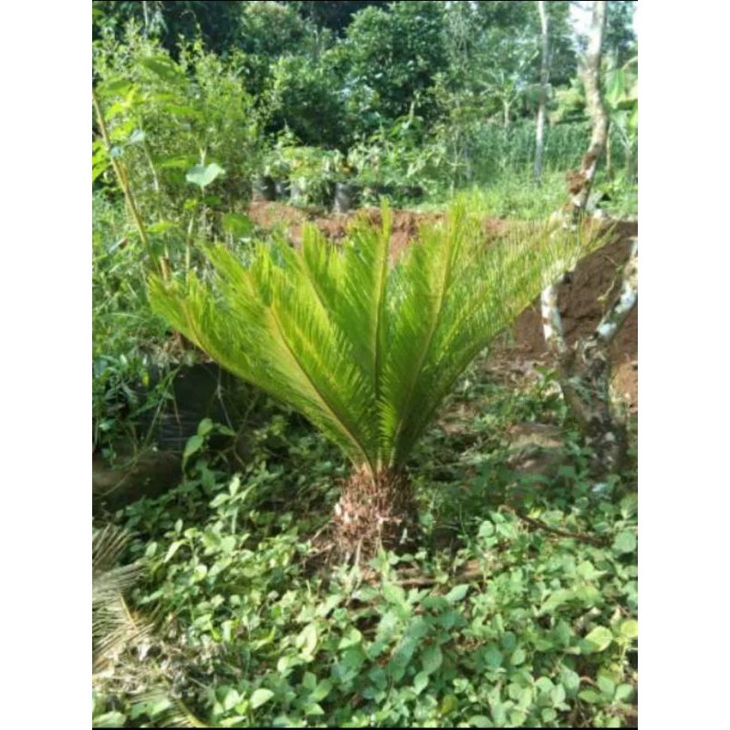 PALEM SIKAS MAWAR JAMBE JUMBO