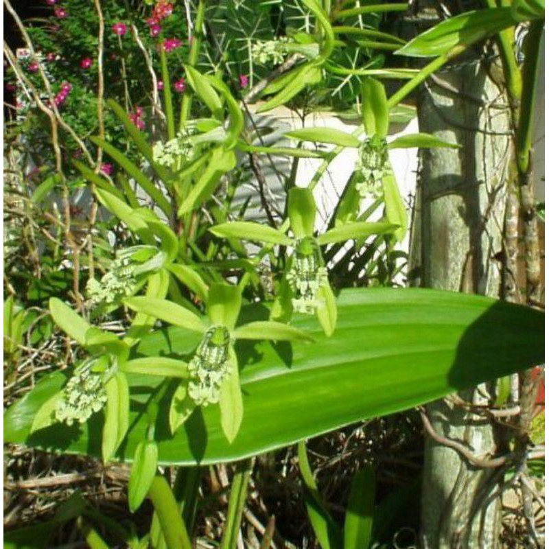 anggrek coelogyne mayeriana