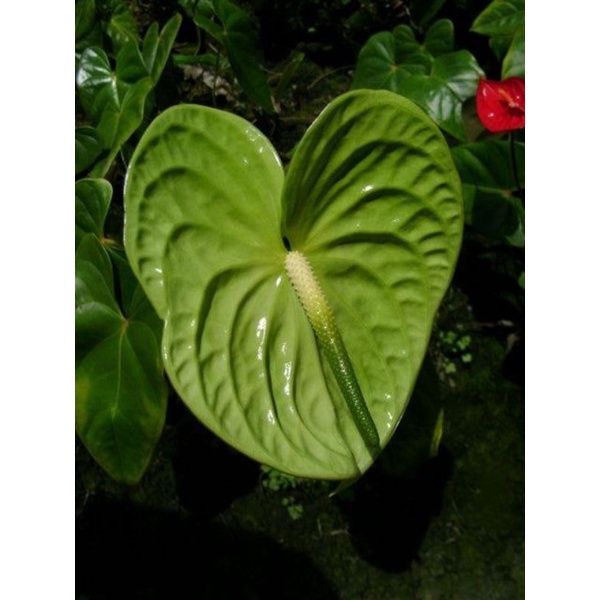 TANAMAN HIAS ANTHURIUM MICKEY MOUSE WASABI GREEN