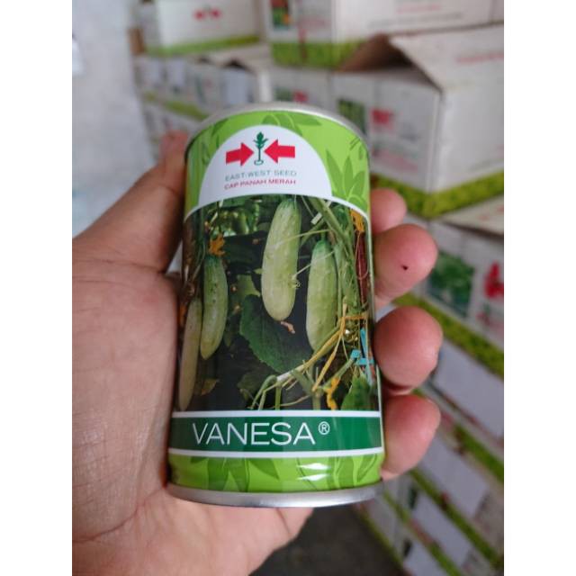 Benih Bibit Timun Putih Timun Lalap VANESA 50gr