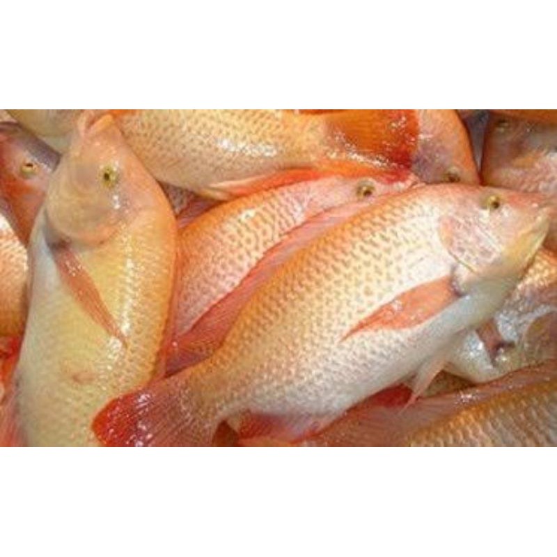 

Ikan Nila Segar