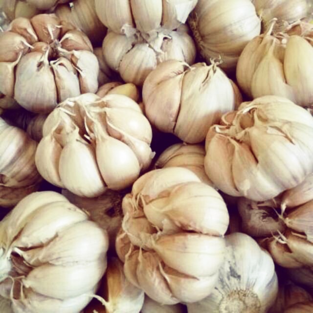 

Bawang putih kating fresh