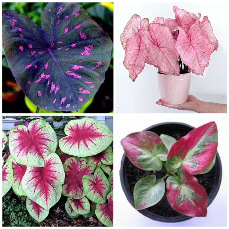 (BISA COD) PROMO Paket 4 Bonggol caladium - Umbi Caladium thailand