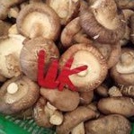

Jamur Shitake