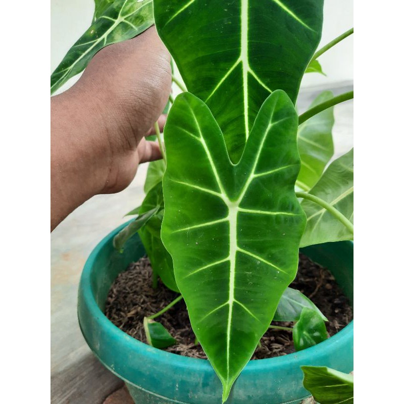 Tanaman Hias Keladi Neon Bunga + Umbi