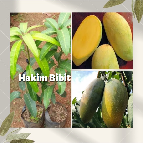 Bibit Buah Mangga Kiojay Super Jumbo