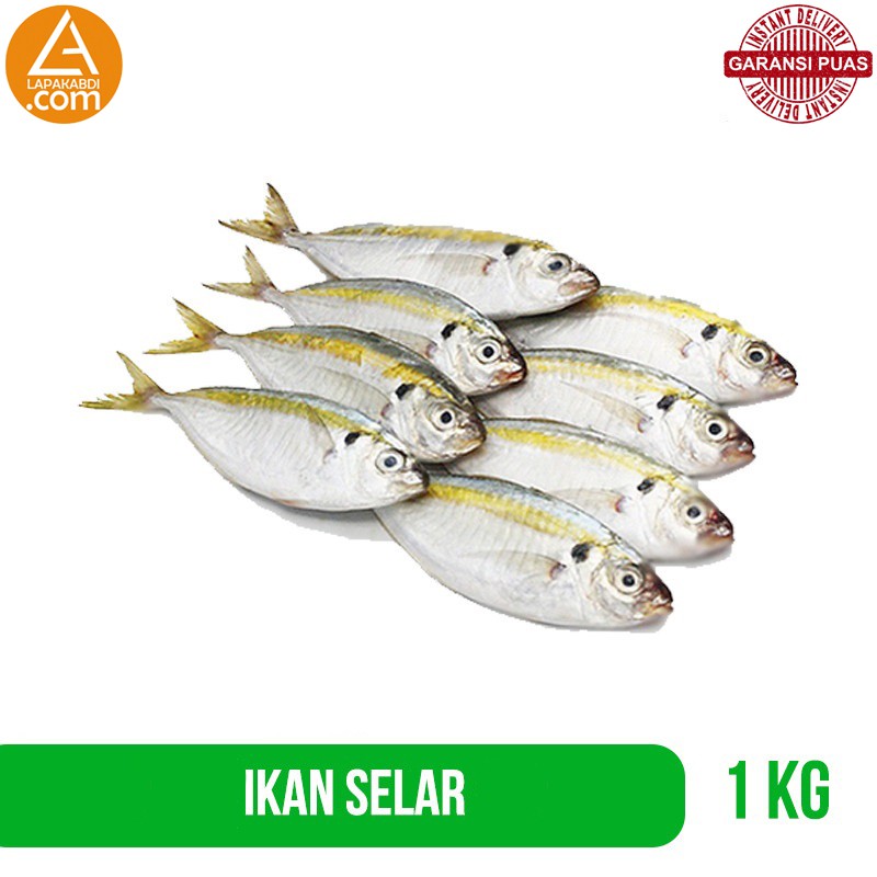 

Ikan Selar 1Kg Ikan Laut Seafood Segar Garansi Termurah