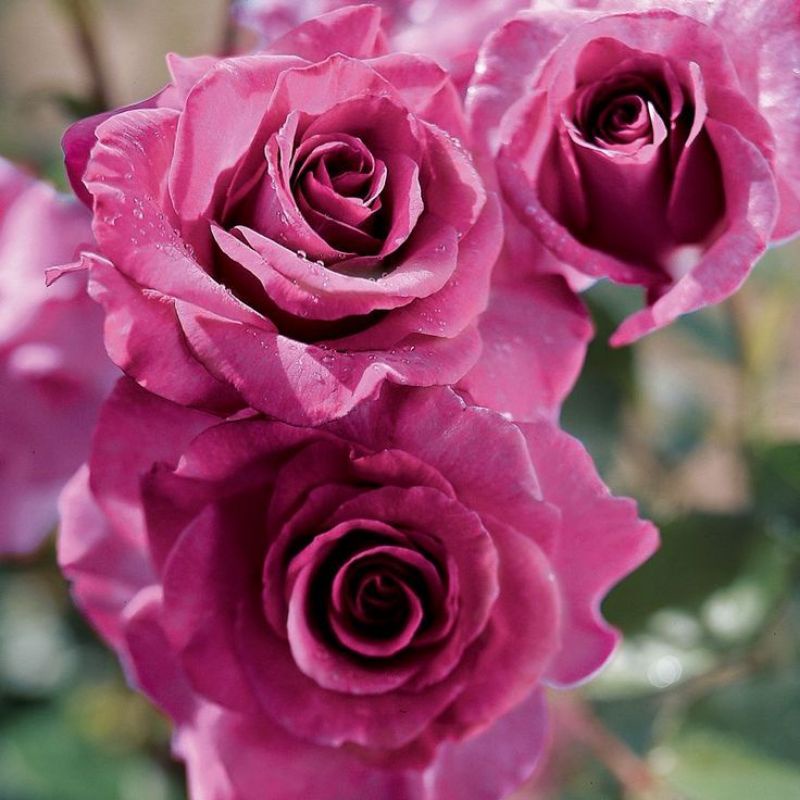 Tanaman Hidup Bibit Bunga mawar MELODY PARFUME - Mawar ungu wangi - Mawar wangi