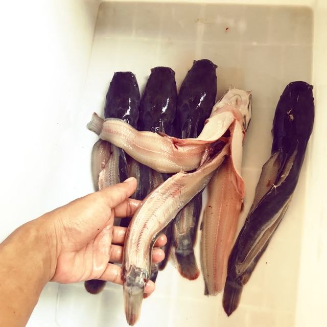 

Ikan lele fillet Terbang