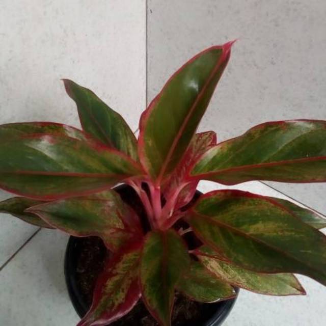 Tanaman hias aglaonema  lipstik merah atau siam aurora 