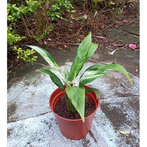 Peace Lily Variegata / Spatifilum Variegata