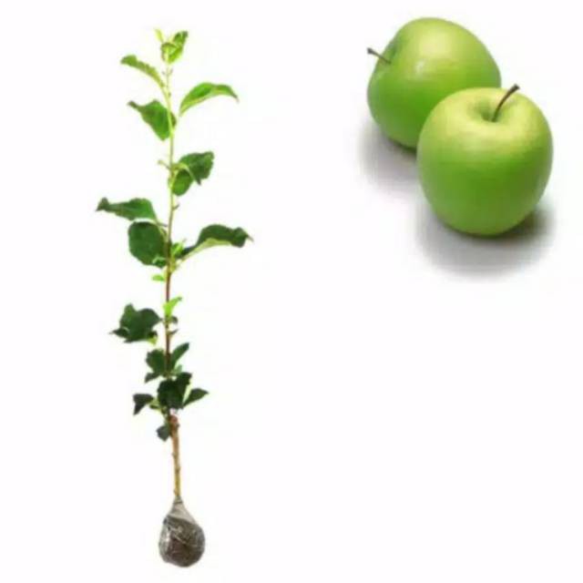 Bibit tanaman apel malang apel manalagi (BISA COD)