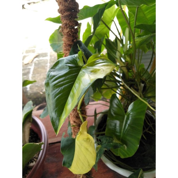 syngonium yellow variegata