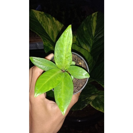 cobra varigata tipis