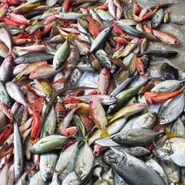 umpan pancing sabiki