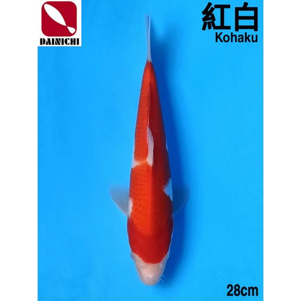 Koi Kohaku Size 35CM Dainichi Farm Good Quality Sertifikat Import Jepang