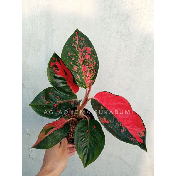 aglonema suksom batik aglaonema
