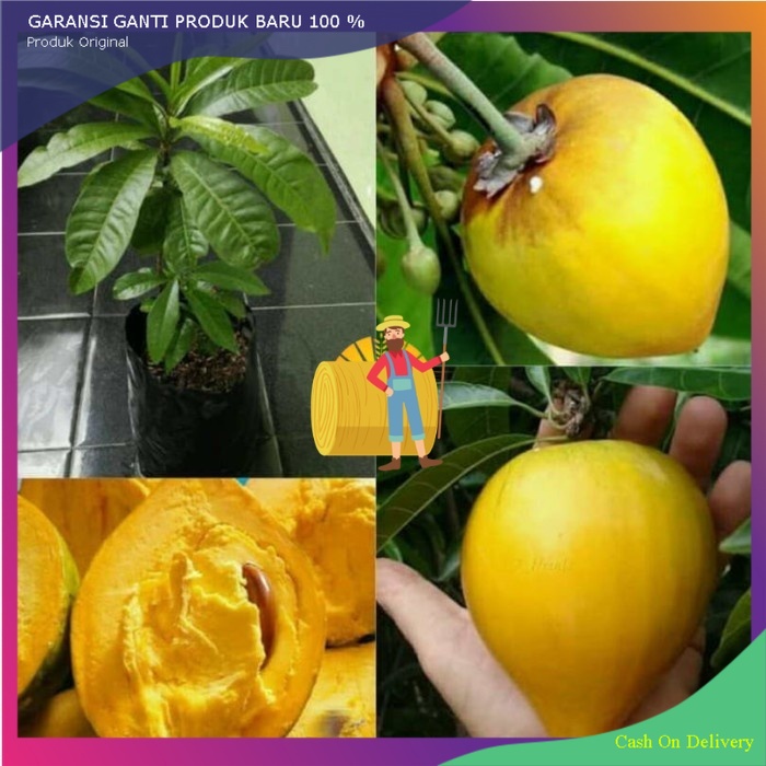 ( PAKET MURAH ) Bibit Sawo Mentega alkaesa + sawo Jumbo kualitas super unggul murah