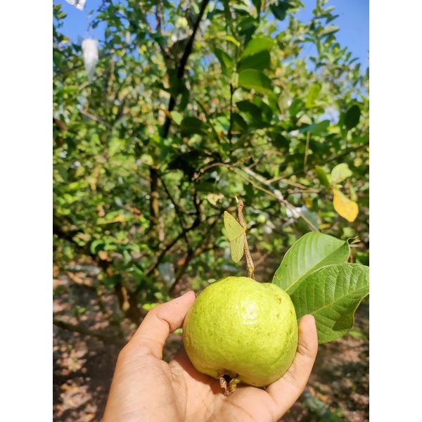 

JAMBU KRISTAL