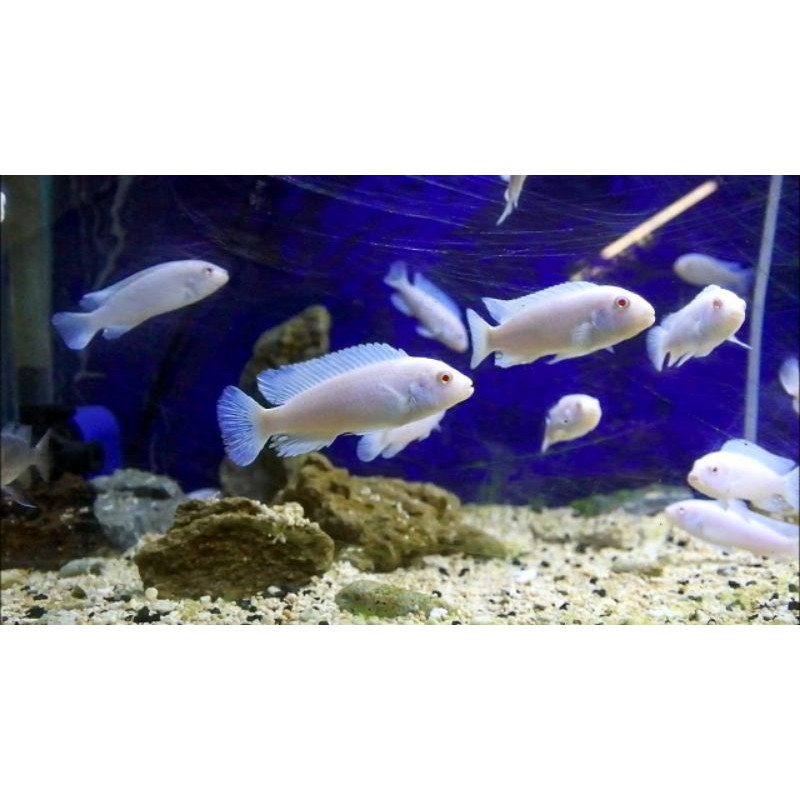

ikan cichild snow white