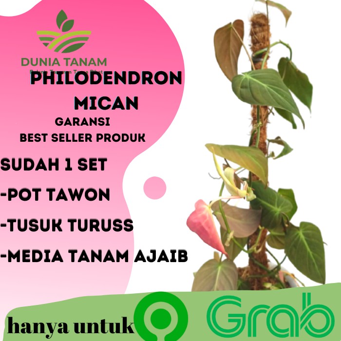 ⭐️SUPERIMBUN⭐️sri gading  philo Philodendron melano pink princess congo mican micans 231