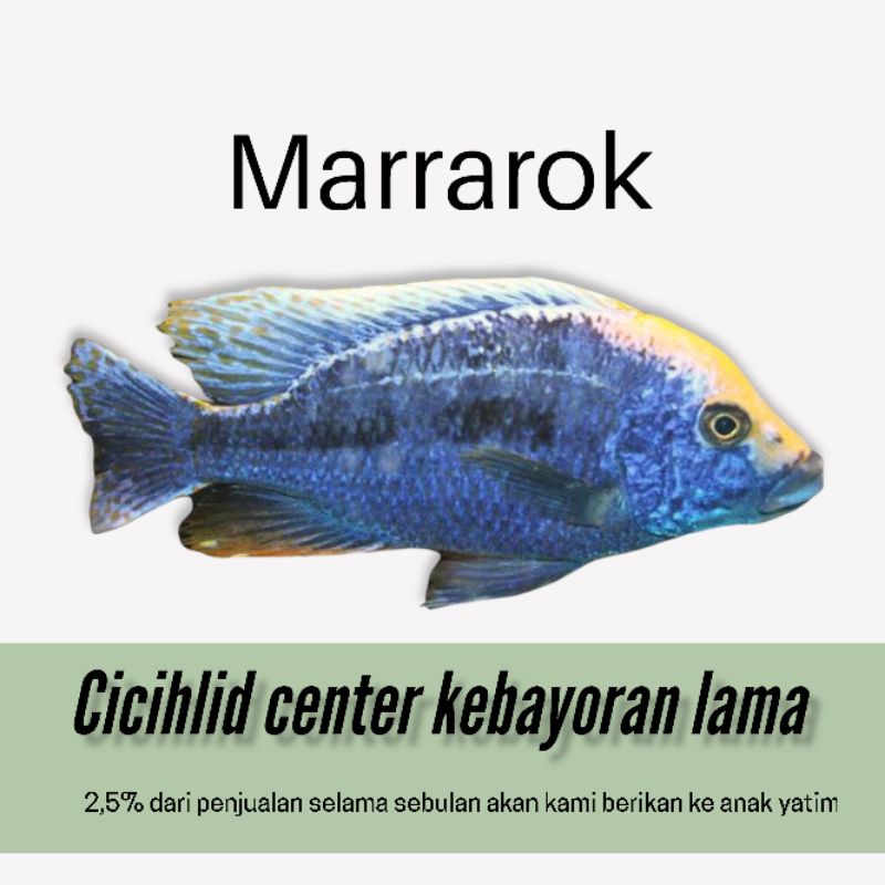 Ikan hias cichlid africa protomelas mararock