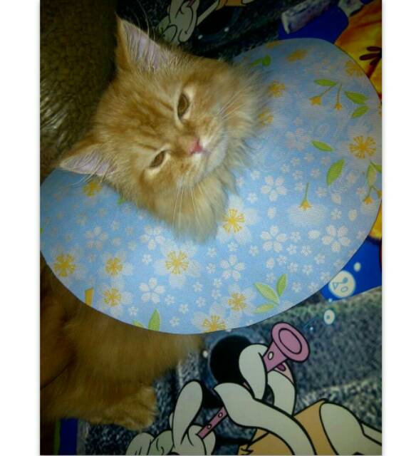 Collar kain kucing motif lusinan colar pelindung leher